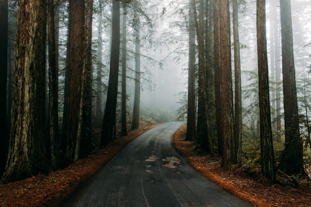 routes des forêts