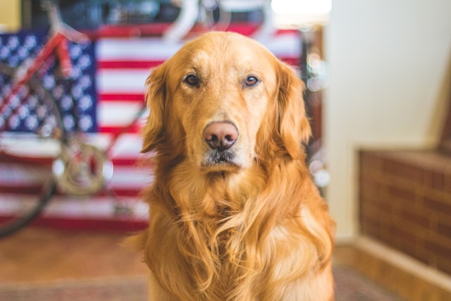 un chien anxieux